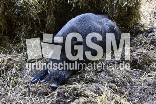 Wildschwein-132.jpg